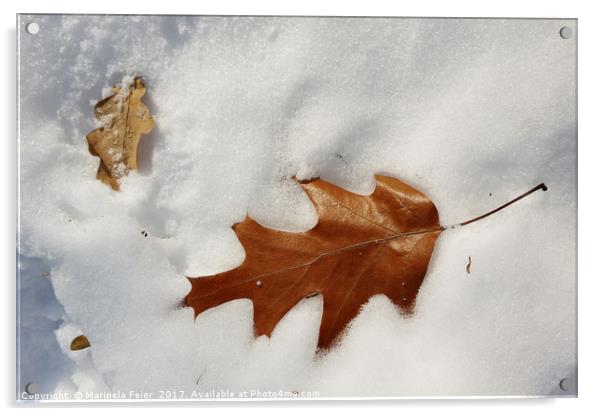 oak leaf on the snow Acrylic by Marinela Feier