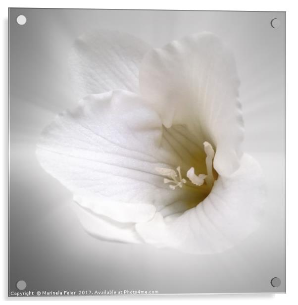 white freesia Acrylic by Marinela Feier