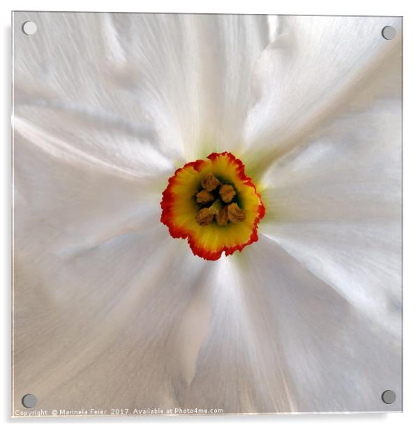 pearl white narcissus Acrylic by Marinela Feier