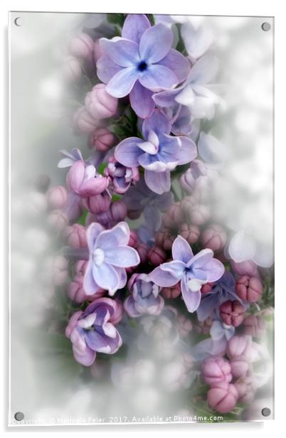 Lilac blooming Acrylic by Marinela Feier