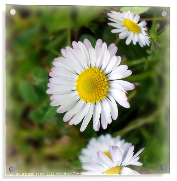 Tiny daisies Acrylic by Marinela Feier