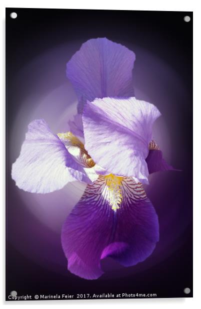 purple iris flower  Acrylic by Marinela Feier