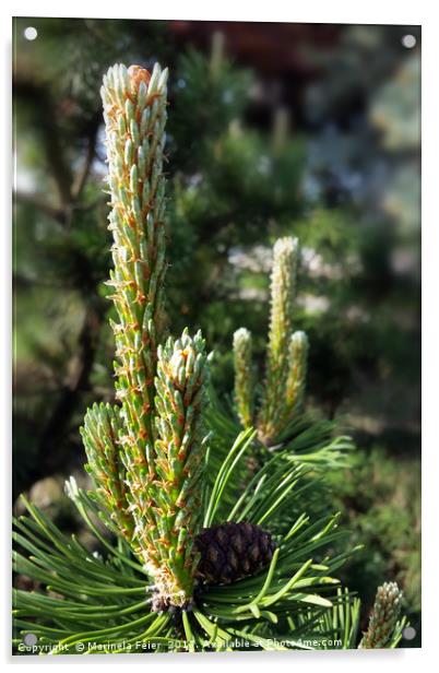 New pine buds Acrylic by Marinela Feier
