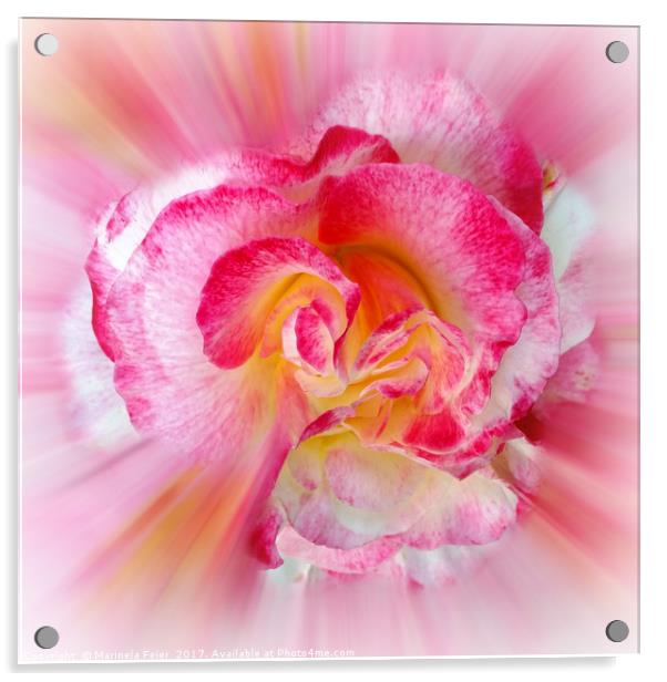 yellow pink Rose Acrylic by Marinela Feier