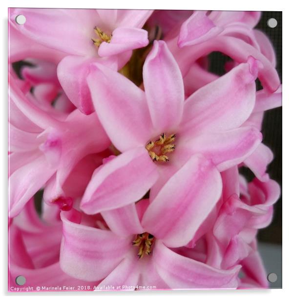 pink hyacinth flower Acrylic by Marinela Feier