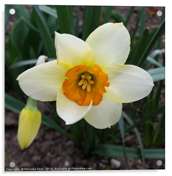 white daffodil shining Acrylic by Marinela Feier