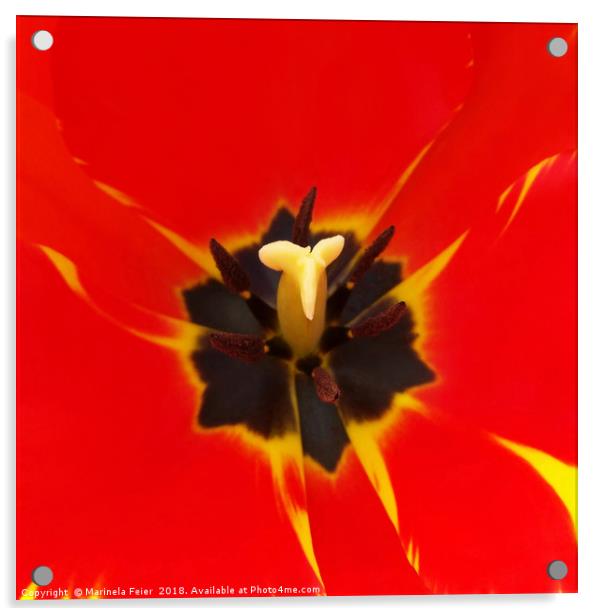 red yellow tulip Acrylic by Marinela Feier