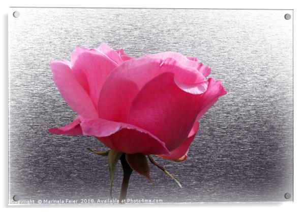 pink over gray Acrylic by Marinela Feier