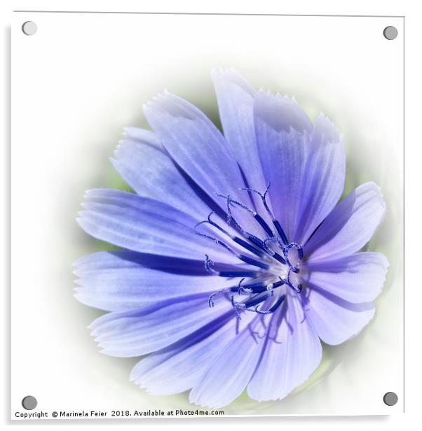 purple blue chicory Acrylic by Marinela Feier