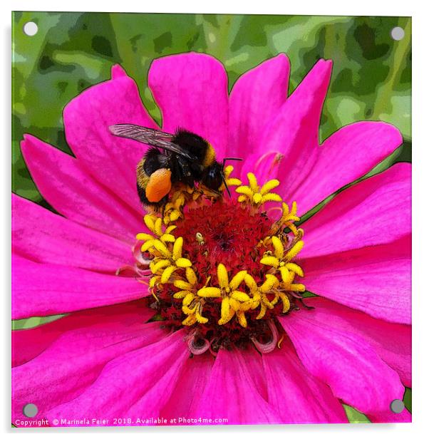 bumblebee at work Acrylic by Marinela Feier