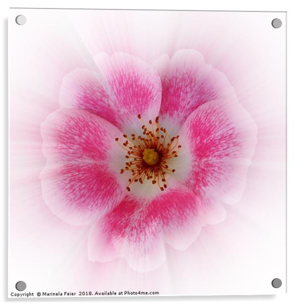 bright pink flower Acrylic by Marinela Feier