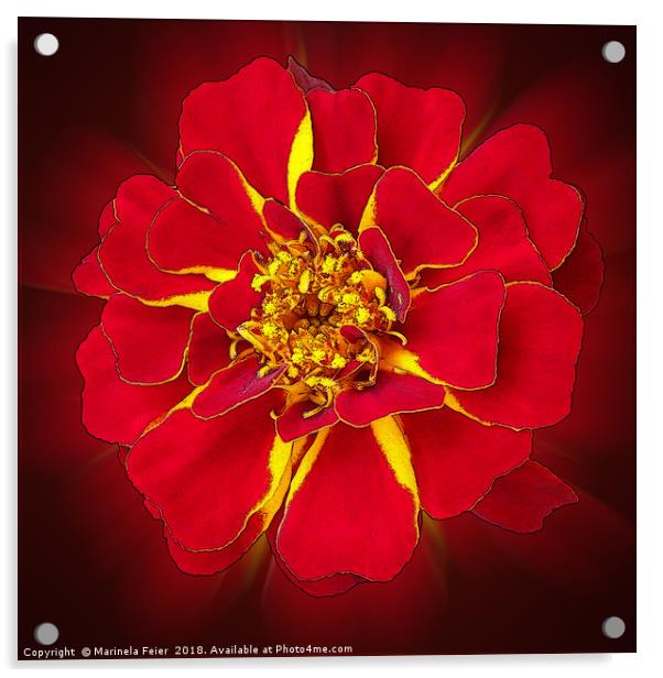 bright red marigold Acrylic by Marinela Feier