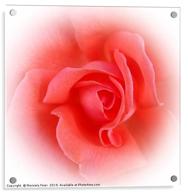 pink coral rose Acrylic by Marinela Feier