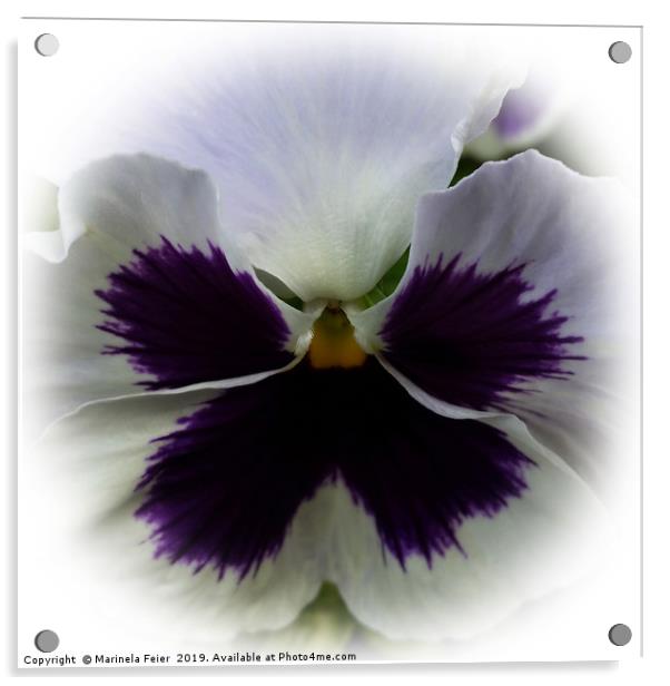 Purple and white pansy Acrylic by Marinela Feier