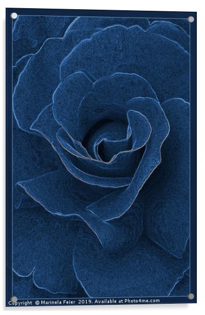 Velvet blue rose Acrylic by Marinela Feier