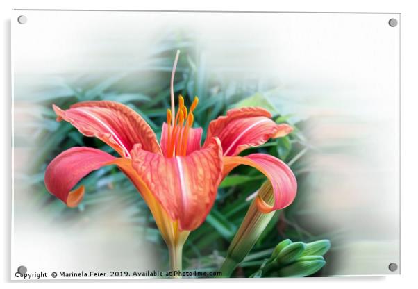 orange lily Acrylic by Marinela Feier