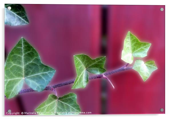Ivy leaves Acrylic by Marinela Feier