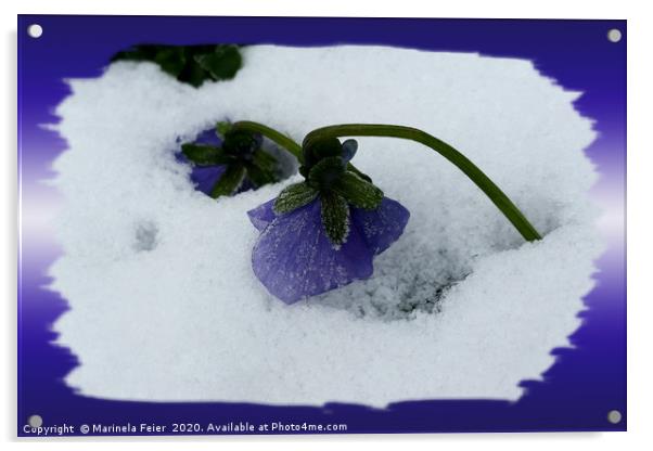 Purple pansy on the snow Acrylic by Marinela Feier