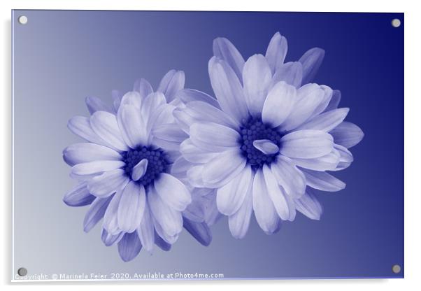 twisted blue petals Acrylic by Marinela Feier
