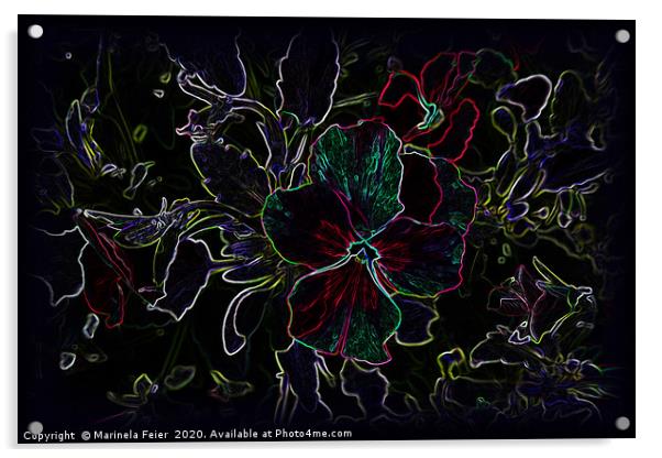 Glowing pansy contours Acrylic by Marinela Feier