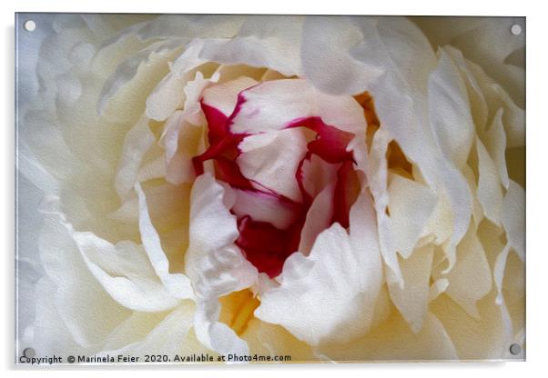 Peony petals Acrylic by Marinela Feier