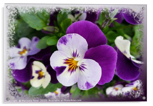 Purple white pansies Acrylic by Marinela Feier