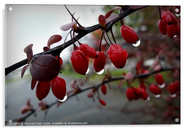 Rain on twig Acrylic by Marinela Feier