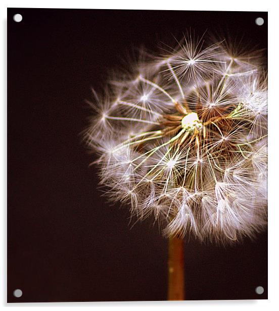 Dandelion seed head Acrylic by leonard alexander