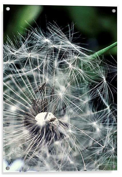 Dandelion seed head Acrylic by leonard alexander