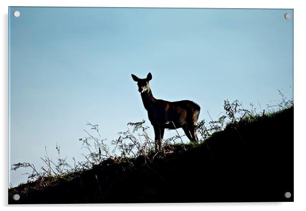 Fallow deer doe silhouette Acrylic by leonard alexander