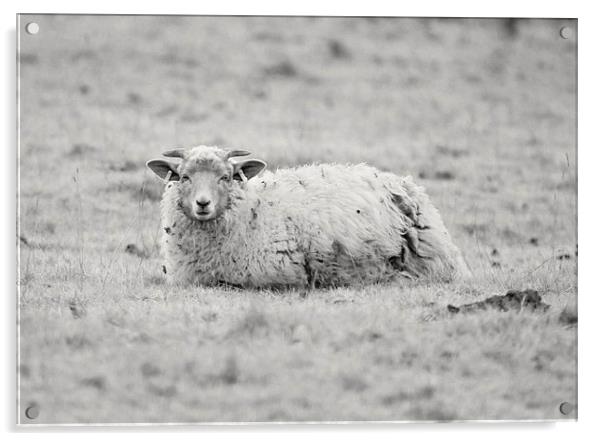 Curious sheep Acrylic by leonard alexander