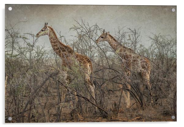 Two Giraffe Calves Acrylic by Belinda Greb