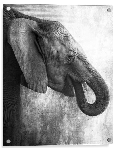 Side Profile of a Young Elephant bw Acrylic by Belinda Greb