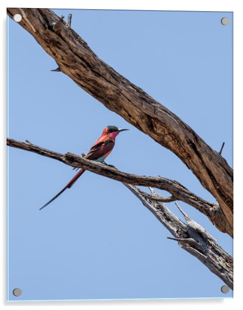 Southern Carmine Bee-eater at Mahango Game Reserve Acrylic by Belinda Greb