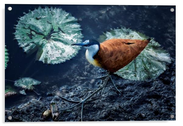 African Jacana and Waterlilies Acrylic by Belinda Greb