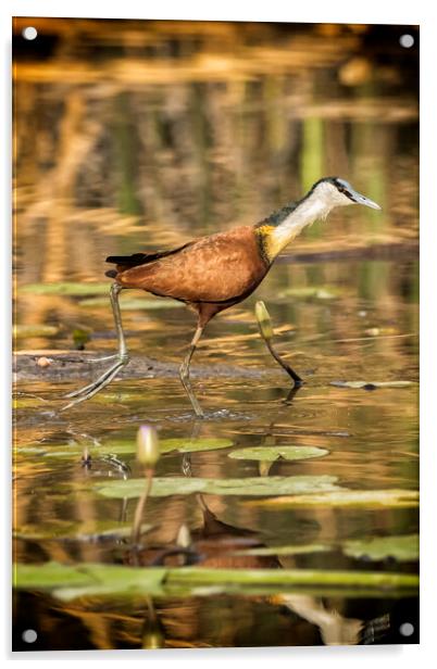 African Jacana Strutting Acrylic by Belinda Greb