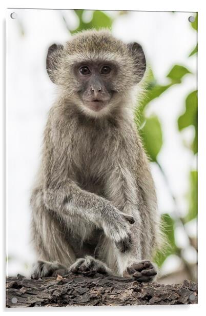 Young Vervet Monkey Pausing to Look At Me, No. 2 Acrylic by Belinda Greb