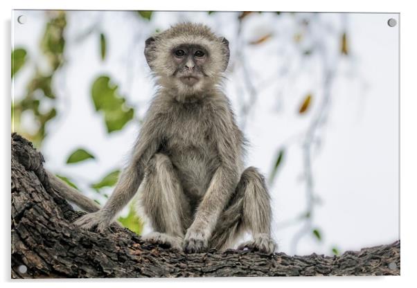 Young Vervet Monkey Pausing to Look At Me, No. 3 Acrylic by Belinda Greb