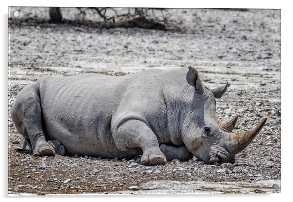 Mancuso, a White Rhino, Decides to Takes a Nap Acrylic by Belinda Greb