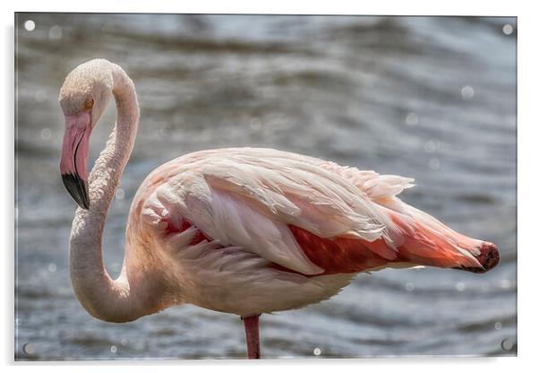 Greater Flamingo Along Walvis Bay Waterfront, No. 2 Acrylic by Belinda Greb