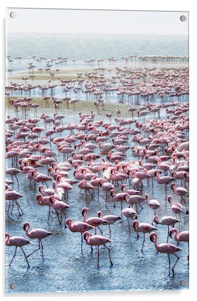 Flamingos on the Walvis Bay Waterfront Acrylic by Belinda Greb