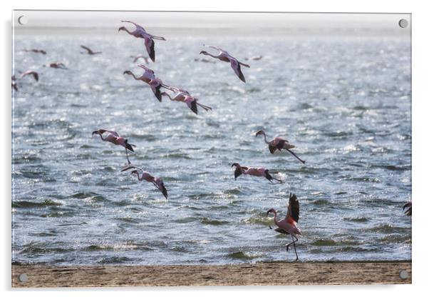Flamingos Rising Acrylic by Belinda Greb