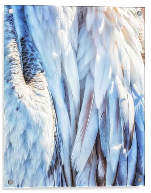 Pelican's Plumage Acrylic by Belinda Greb