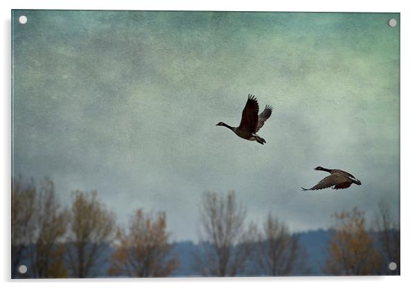  Taking Flight Acrylic by Belinda Greb