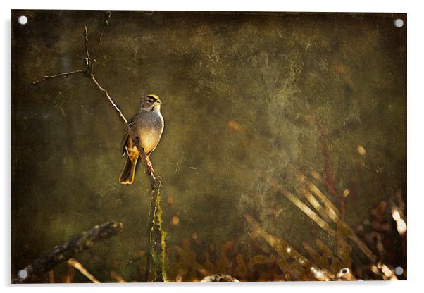  Bird on a Branch Acrylic by Belinda Greb