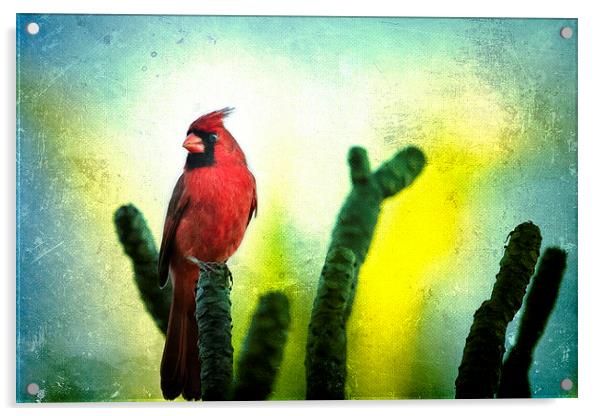 Red Cardinal No. 1 - Kauai - Hawaii Acrylic by Belinda Greb