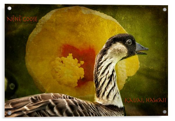  Nene Goose - Kauai - Hawaii Acrylic by Belinda Greb