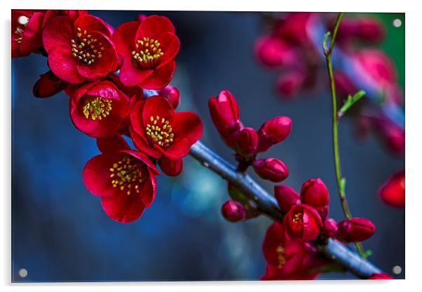  Red Flowering Quince Acrylic by Belinda Greb