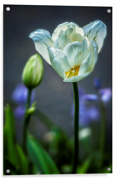  White Tulip Acrylic by Belinda Greb