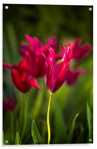  Red Tulips Acrylic by Belinda Greb